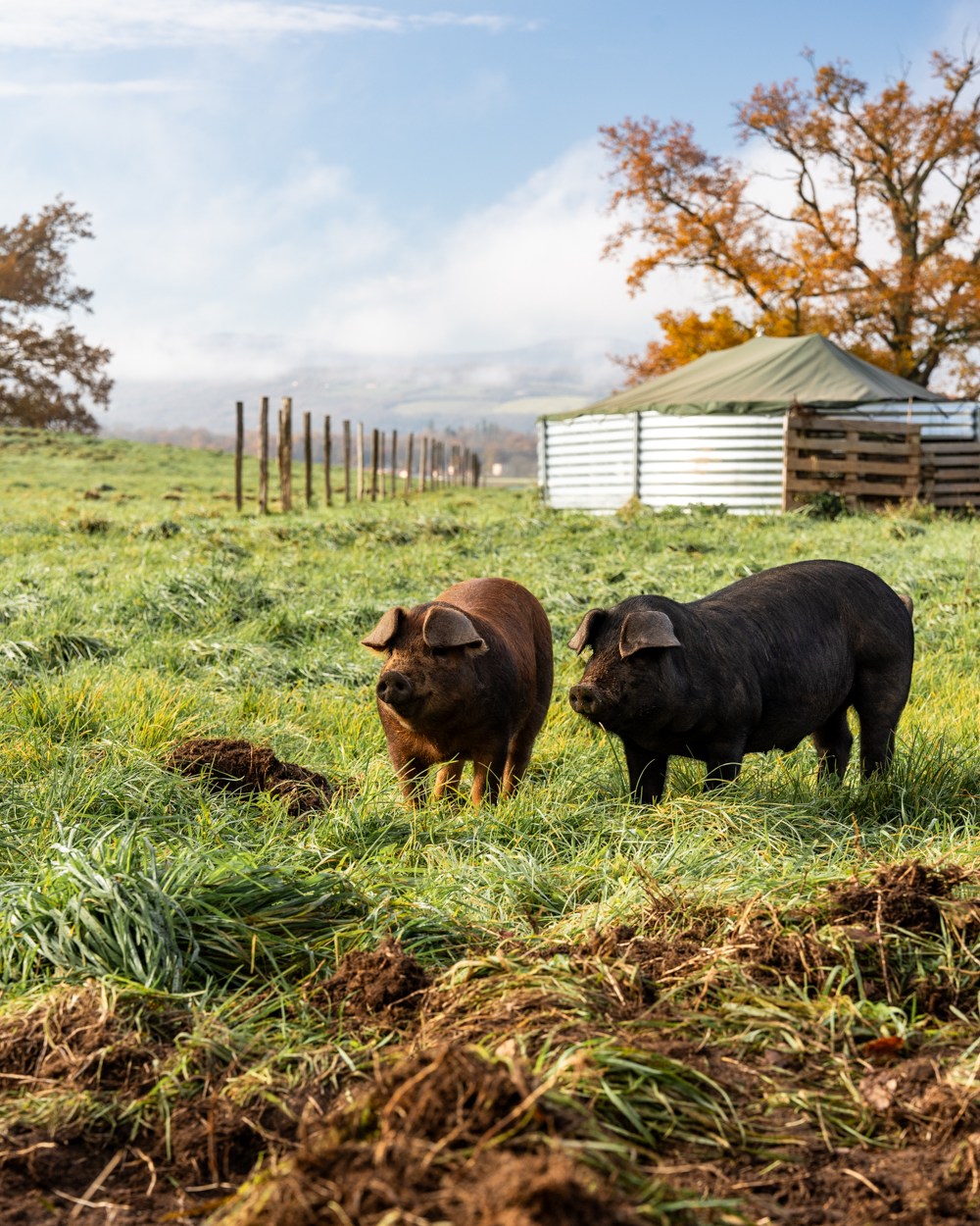 Cochon Iodé sur Instagram