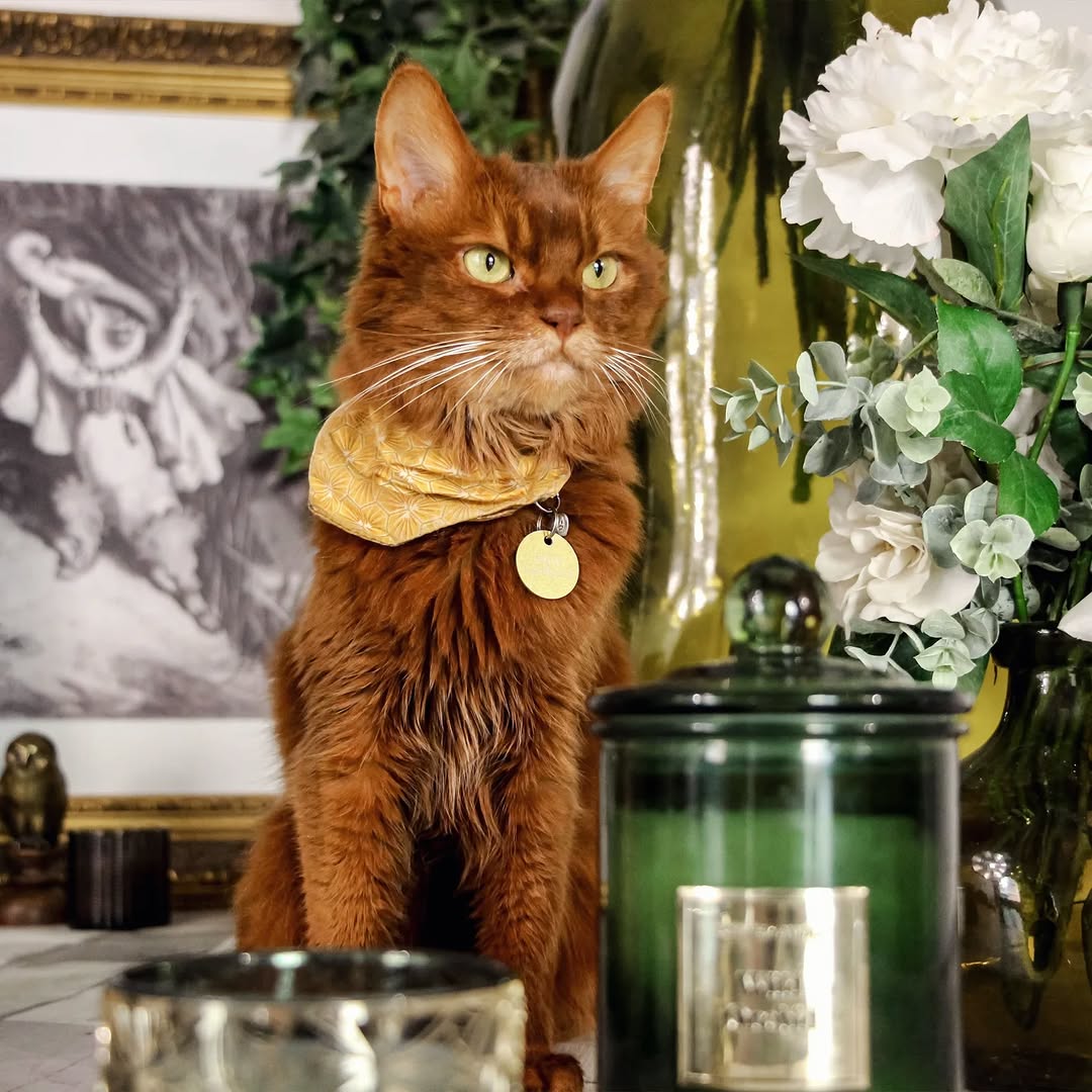 Le GentleCat sur Instagram