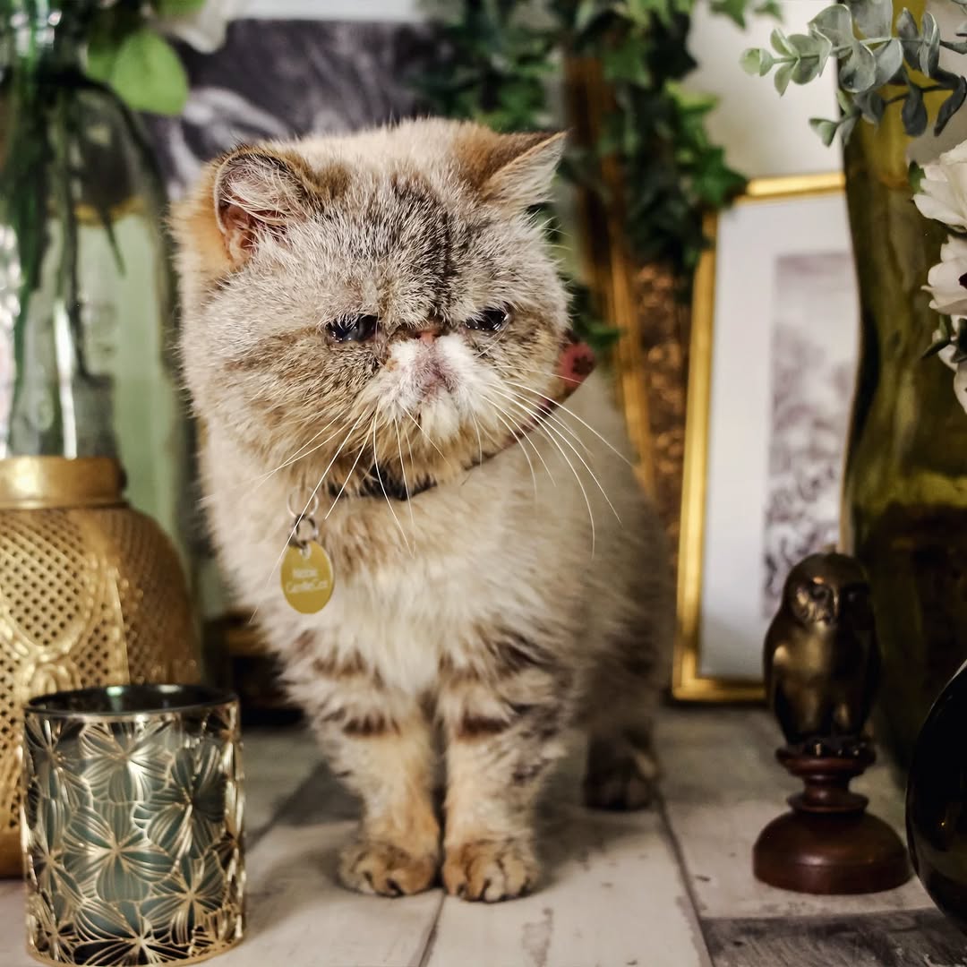 Le GentleCat sur Instagram