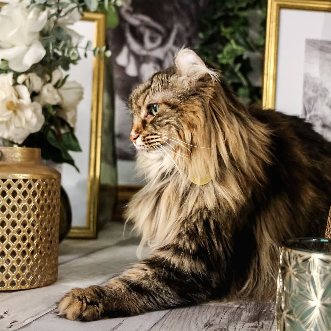 Le GentleCat sur Instagram